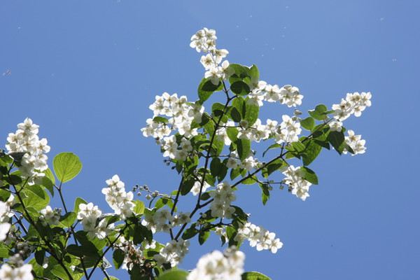 山梅花的养殖方法 山梅花的养殖方法