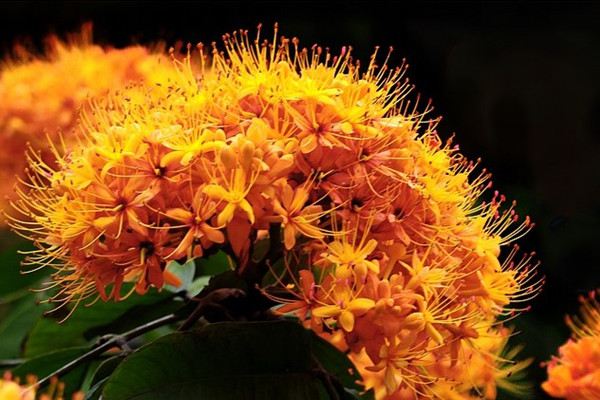 无忧花的花语和典故 无忧花的花语和典故
