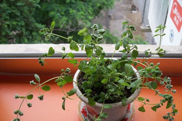 马约兰的花语和传说 马约兰的花语和传说