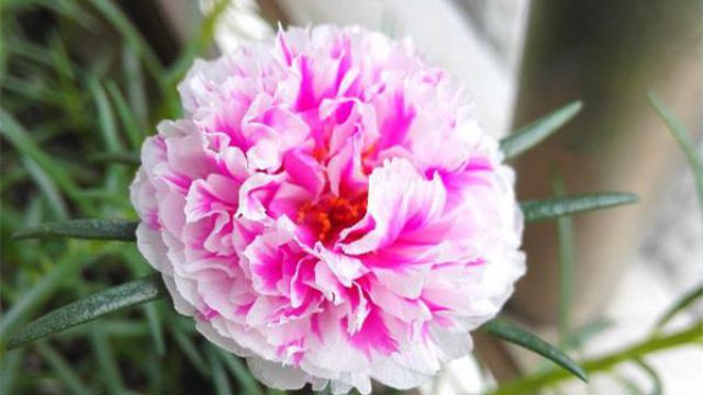 死不了花怎么养 死不了花怎么养