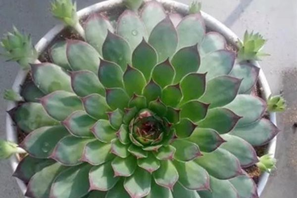 这些花太能生,一年就生一圈,爆盆太容易了! 这些花太能生,一年就生一圈,爆盆太容易了!
