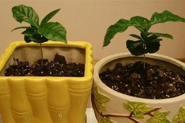 盆栽咖啡树要怎么种植 盆栽咖啡树要怎么种植