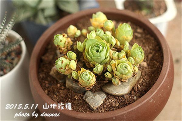 长寿花仙客来,夏天别随便浇水,一不小心就死了 长寿花仙客来,夏天别随便浇水,一不小心就死了