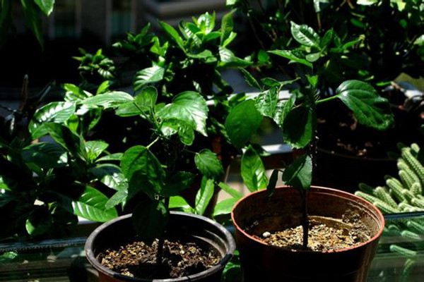 这5种花只适合夏季扦插,错过再等一年! 这5种花只适合夏季扦插,错过再等一年!