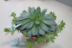 多肉植物换盆注意事项