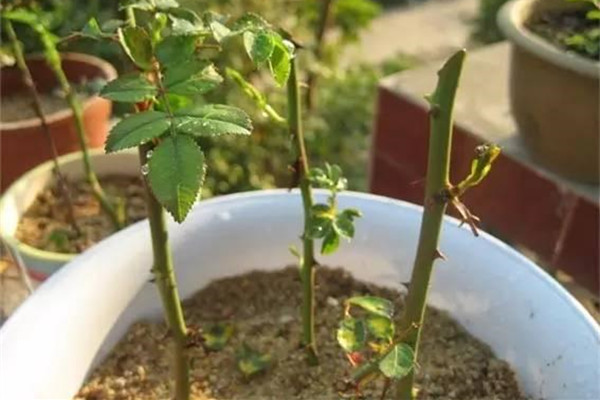 把月季1棵变10棵,只需1个小动作,人人都能学会! 把月季1棵变10棵,只需1个小动作,人人都能学会!