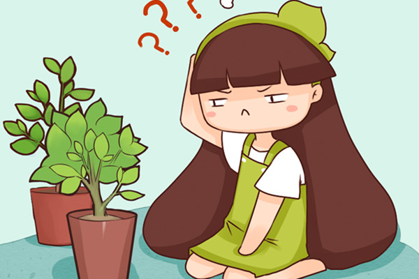 栀子茉莉绣球…长得那么旺,就是不开花,为啥 栀子茉莉绣球…长得那么旺,就是不开花,为啥