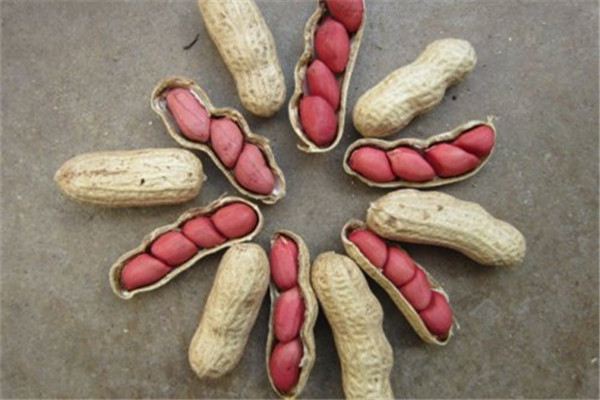 现在谁还买菜啊,都在家里自己种,健康安全无污染 现在谁还买菜啊,都在家里自己种,健康安全无污染