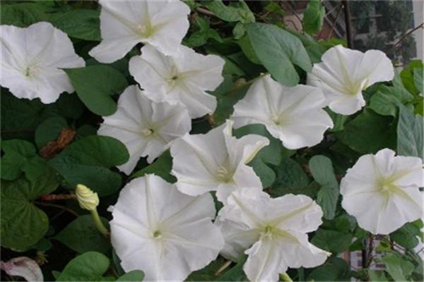 秋季花卉养殖管理 秋季花卉养殖管理