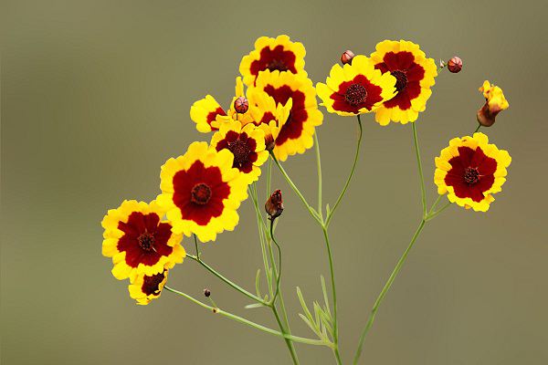 生活废料浇花好不好 生活废料浇花好不好
