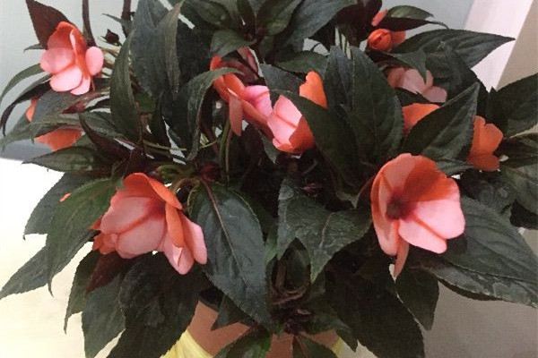 春季盆花整形修剪技巧 春季盆花整形修剪技巧