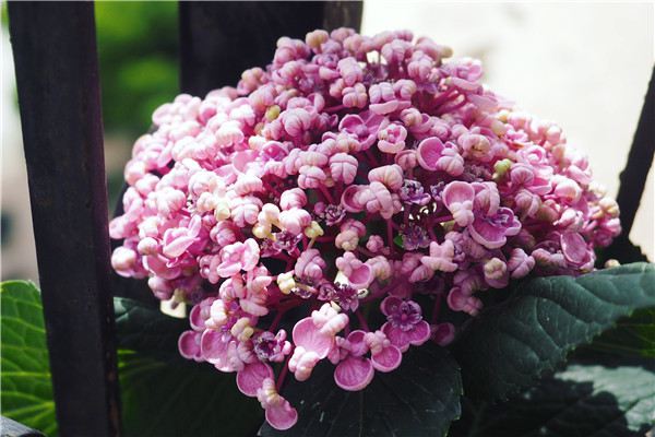 月季里有大菊花,绣球里有爆米花,花里竟然有间 月季里有大菊花,绣球里有爆米花,花里竟然有间