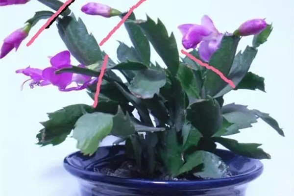 花前花后这么做,养一盆旺一盆,想咋开就咋开 花前花后这么做,养一盆旺一盆,想咋开就咋开
