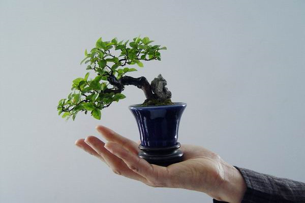 微型盆景的养殖技巧 微型盆景的养殖技巧