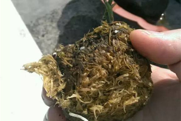 黄叶烂根招虫子,盆里放点这个就管用 黄叶烂根招虫子,盆里放点这个就管用