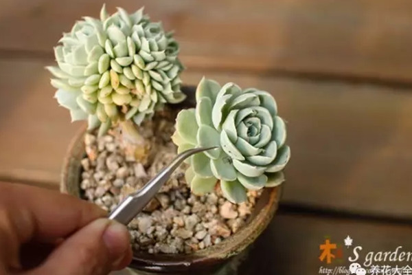 多肉出现小白点,赶紧治,晚一天全军覆没! 多肉出现小白点,赶紧治,晚一天全军覆没!