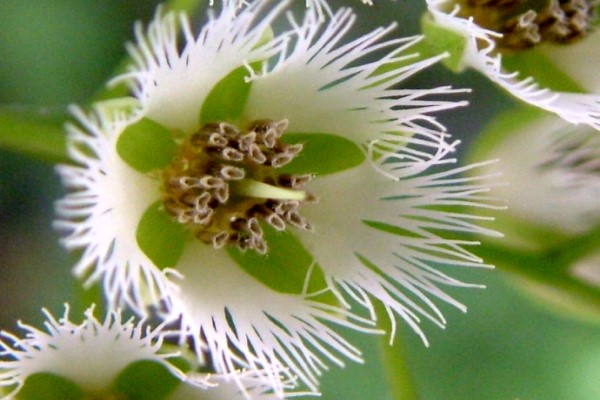 杜英花的虫害及其防治 杜英花的虫害及其防治