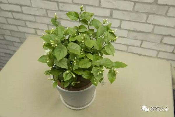 1块果皮扔盆里,花长得又壮又猛! 1块果皮扔盆里,花长得又壮又猛!