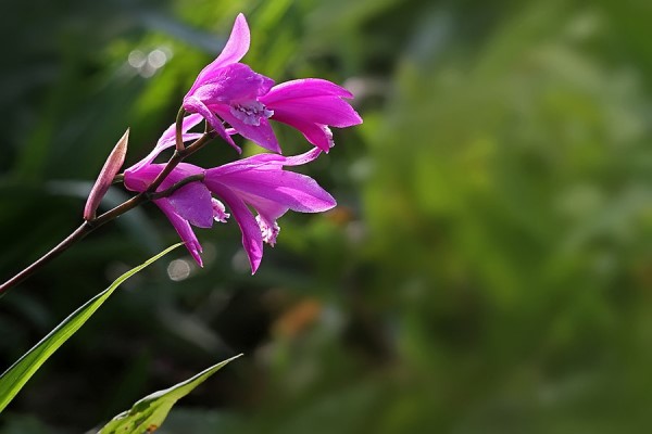 白芨的功效和作用 白芨的功效和作用