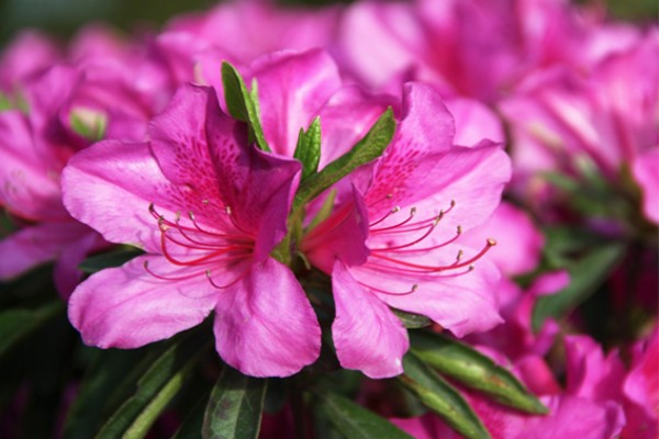 春鹃的花期 春鹃的花期