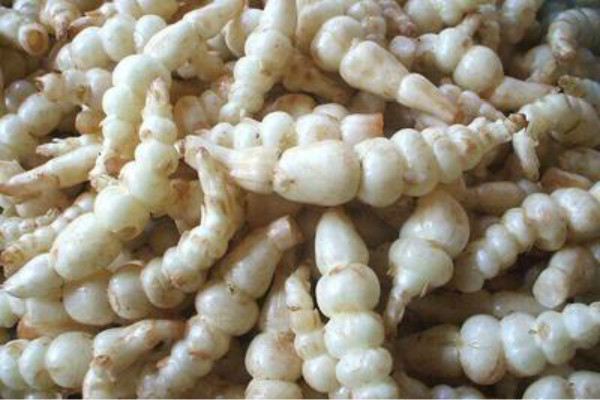 甘露子的功效和作用 甘露子的功效和作用
