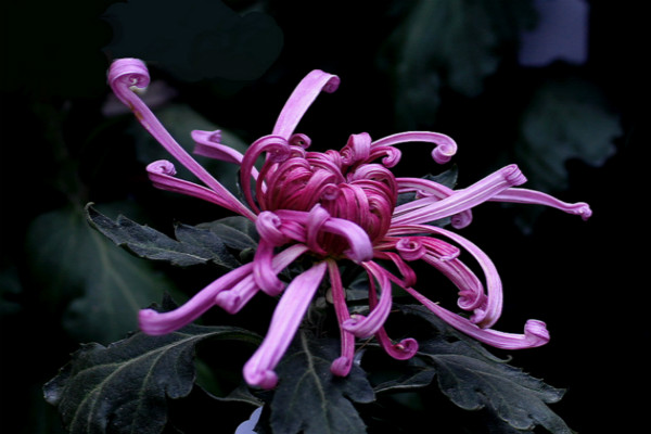 独本菊的种植方法 独本菊的种植方法
