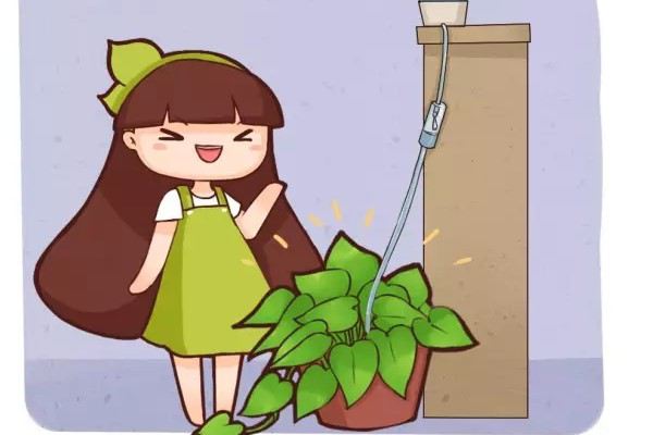夏季天天浇水,累死,学他这样做,给花自动浇水! 夏季天天浇水,累死,学他这样做,给花自动浇水!