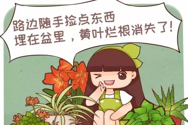 路边随手捡点东西,往盆里一埋,黄叶烂根消失了! 路边随手捡点东西,往盆里一埋,黄叶烂根消失了!