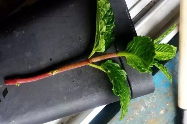 扦插不生根?扔水里,分分钟长出白花花的根! 扦插不生根?扔水里,分分钟长出白花花的根!