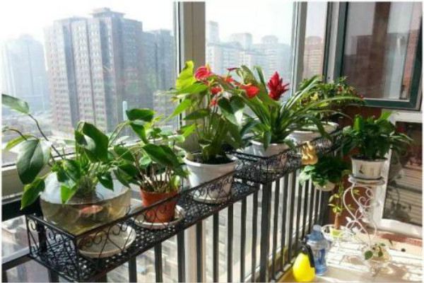 适合家庭种植的几种阳台盆栽蔬菜 适合家庭种植的几种阳台盆栽蔬菜