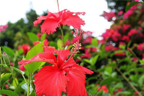 红桑的花语 红桑的花语