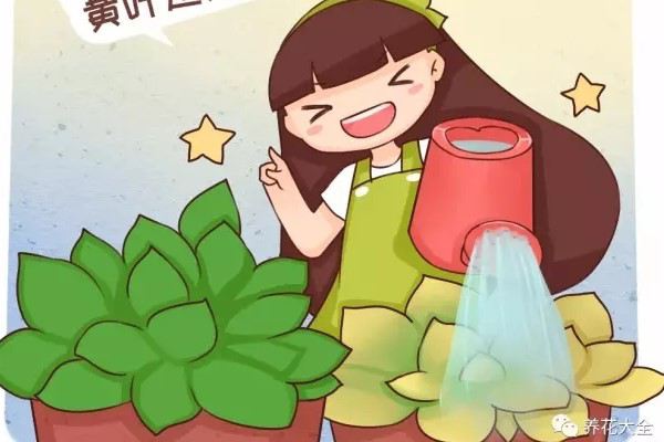 浇水加2滴这东西,3天黄叶变绿叶! 浇水加2滴这东西,3天黄叶变绿叶!