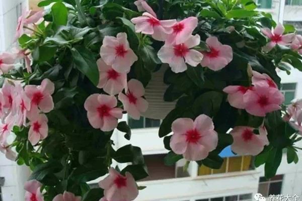 42度高温,人都要热死了,这些花居然能开爆盆! 42度高温,人都要热死了,这些花居然能开爆盆!