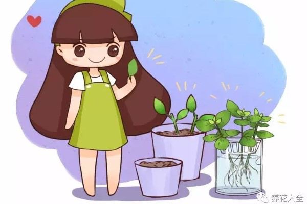 再便宜也别买,用这4个小方法,轻松养出10盆花! 再便宜也别买,用这4个小方法,轻松养出10盆花!