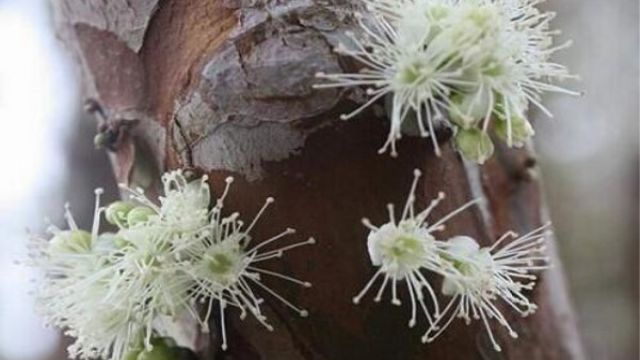 嘉宝果的繁殖和修剪 嘉宝果的繁殖和修剪