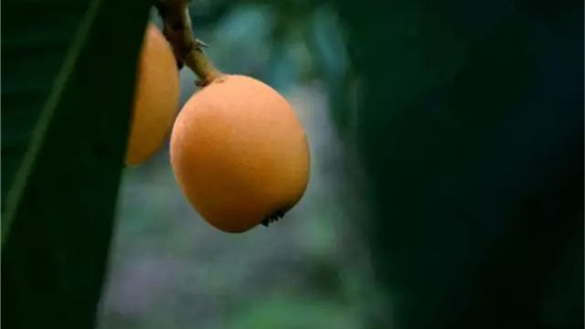 盆栽枇杷的种植方法 盆栽枇杷的种植方法