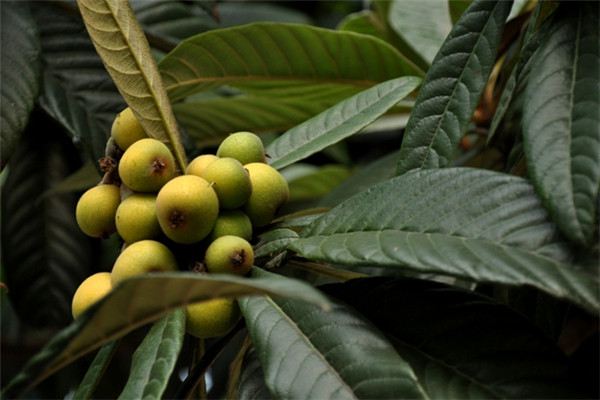 枇杷的繁殖方法 枇杷的繁殖方法