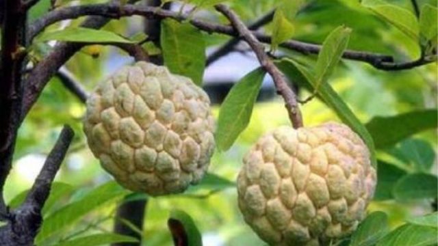 释迦果树种植方法 释迦果树种植方法