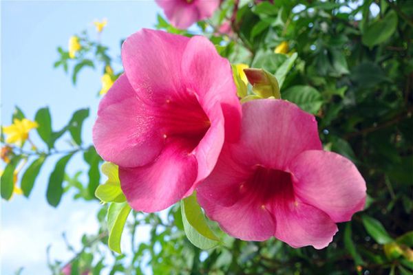 紫蝉花的养殖方法及注意事项 紫蝉花的养殖方法及注意事项