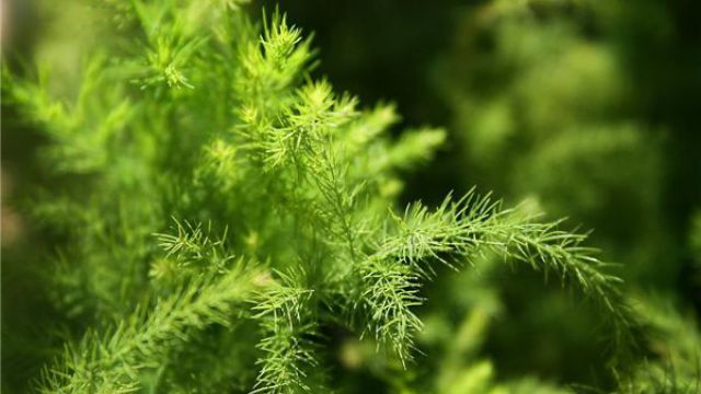 常见的十种净化空气的室内植物 常见的十种净化空气的室内植物