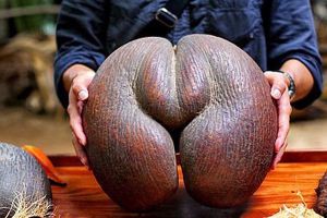 世界最恶心的水果，看一眼直接呕吐，你敢挑战吗