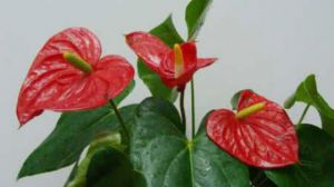 水培红掌不开花怎么办