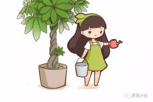 发财树这样浇水，不但浇不死，还能绿油油