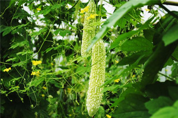 苦瓜的虫害防治 苦瓜的虫害防治