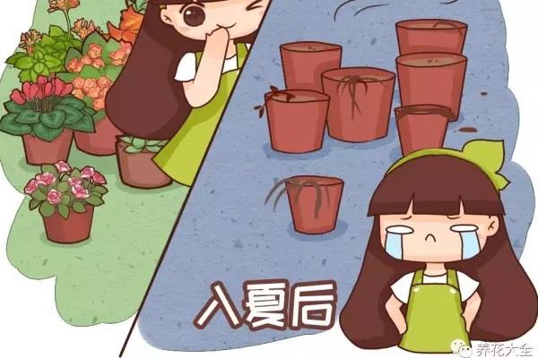 阳台养了100盆花,高温1个月,死得只剩100个盆! 阳台养了100盆花,高温1个月,死得只剩100个盆!