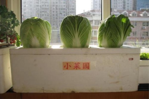 阳台种白菜的方法 阳台种白菜的方法