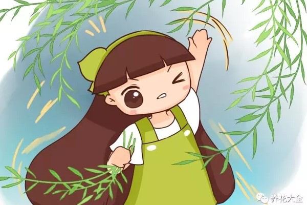 他随手掐掉的柳枝,被老婆拿来养花,竟然长疯了! 他随手掐掉的柳枝,被老婆拿来养花,竟然长疯了!
