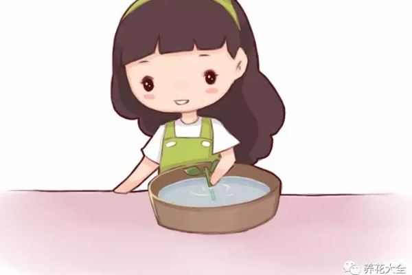 扦插用上这个,100%生根!太简单了! 扦插用上这个,100%生根!太简单了!