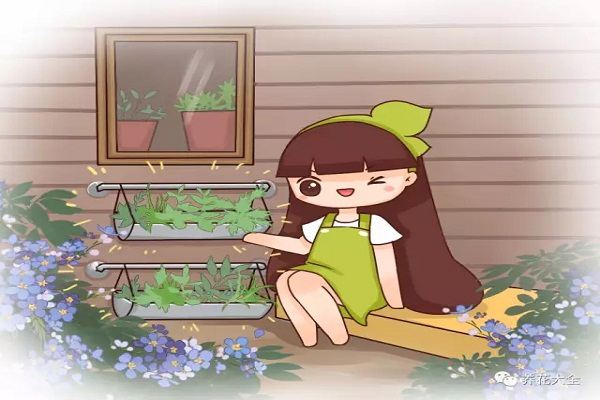 现在扦插这几种花,生根超快快,疯长到停不下来! 现在扦插这几种花,生根超快快,疯长到停不下来!