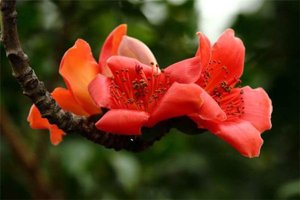 常见的先花后叶的庭院花木 常见的先花后叶的庭院花木